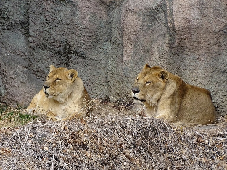 ライオンの夫婦、トムとサナ。