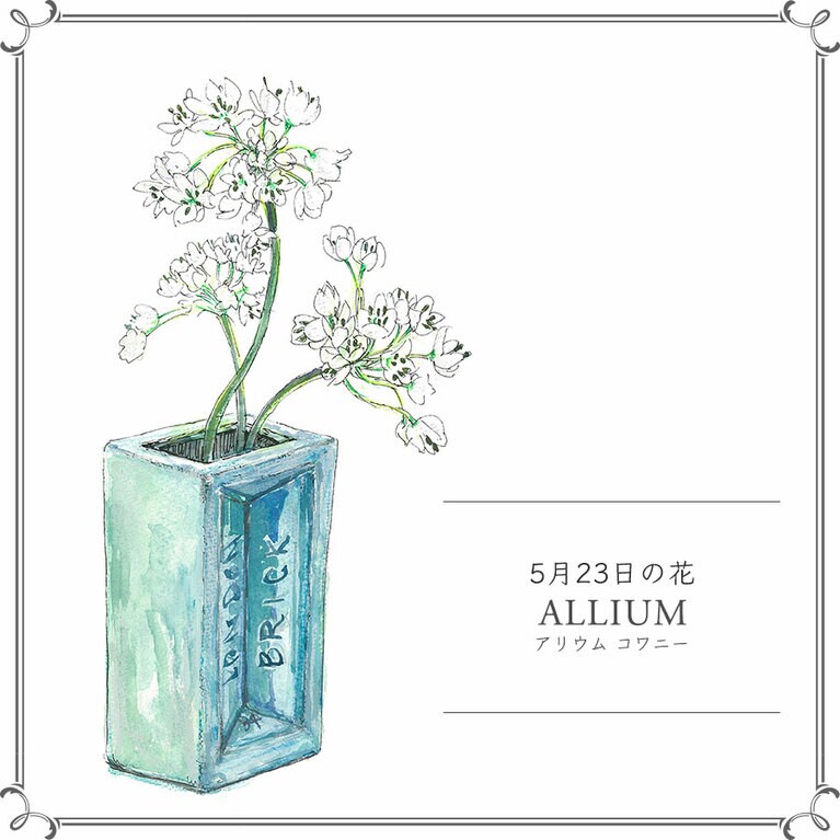 5月23日の花「アリウム コワニー」