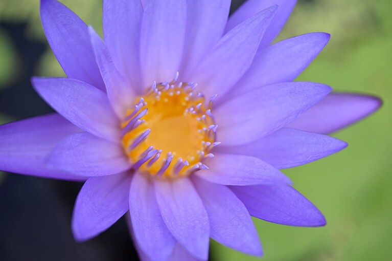 野生の花々が彩る自然豊かな島。