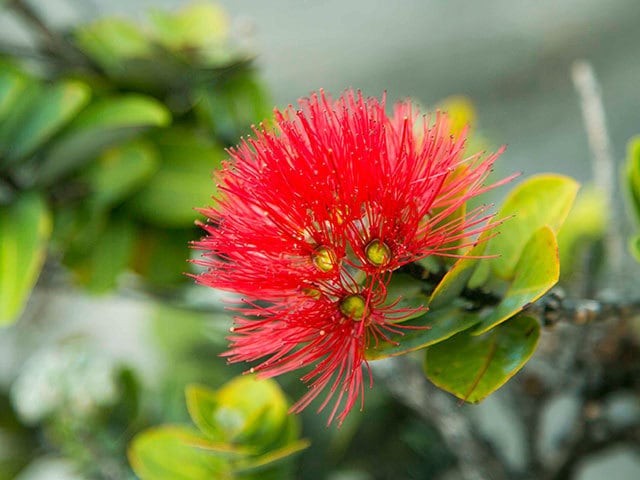 嫉妬深い女神ペレはトラブルメーカー 神話と伝説をめぐるハワイ島の旅