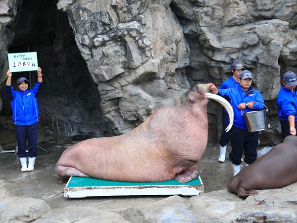 鴨川シーワールド でセイウチの肌にタッチする