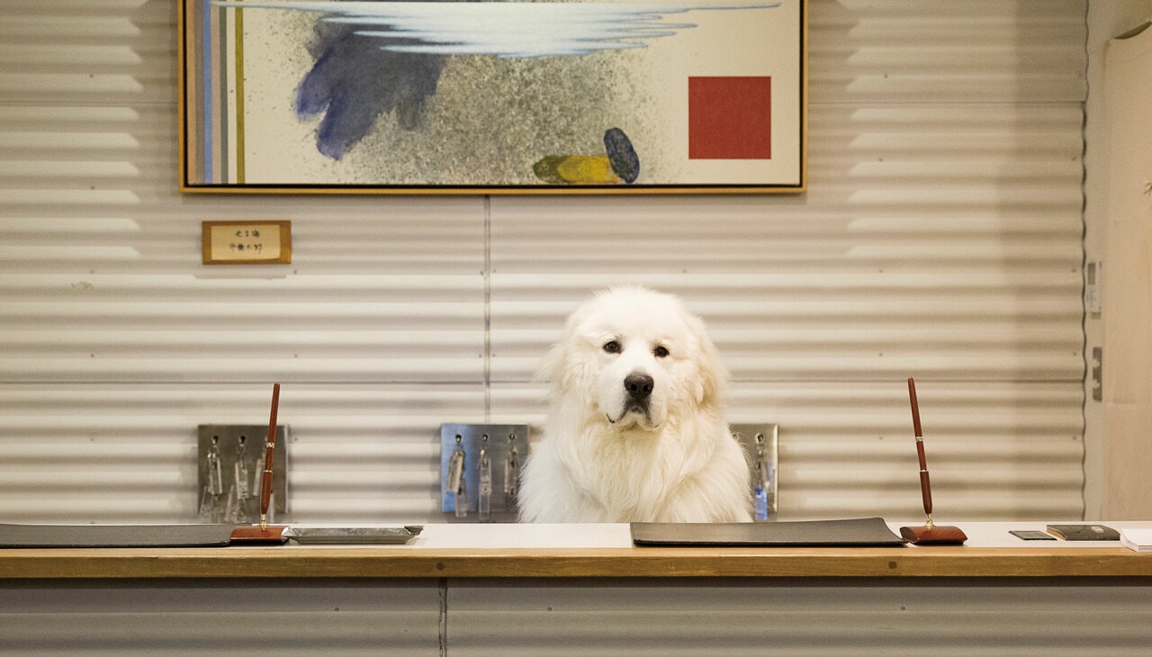 受付では、看板犬のハリー（グレート・ピレニーズ）がお出迎え。すべて「南の館」にて。©Ryokan浦島