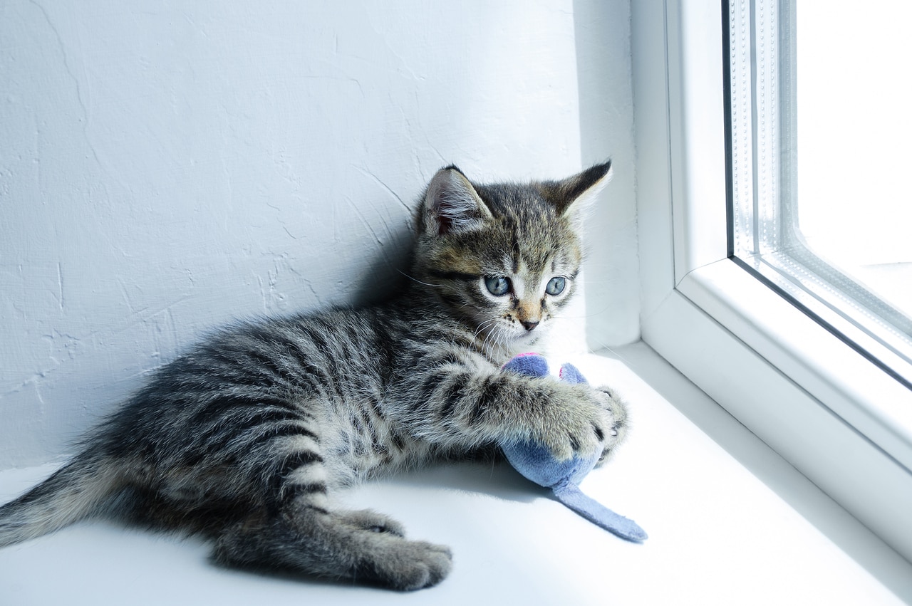 本能はあるけれど。提供：アフロ