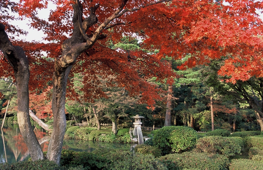 兼六園 霞ヶ池周辺の紅葉。