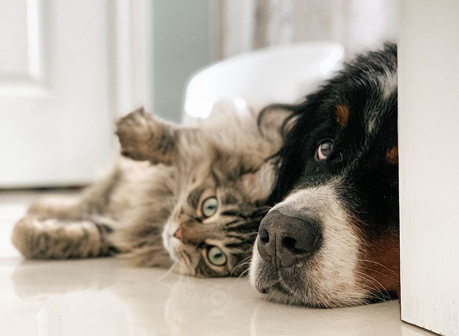 犬も猫も、冷気の直撃は苦手です。