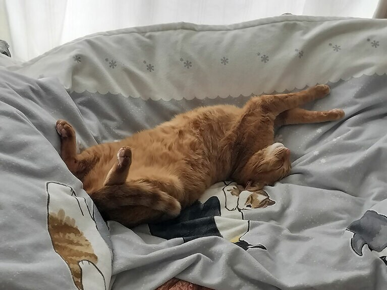 タクト ♂ 7歳。小さい頃から手足が長く、身体が柔らかいタクト。何でそんな寝方なのかは、わからないですが、リラックスするとスゴイ寝相になって、寝顔は天使のようで、可愛いです（mabuさん）