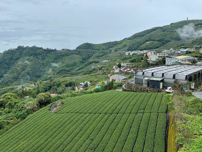 阿里山一帯には、広大な茶畑が広がっています。