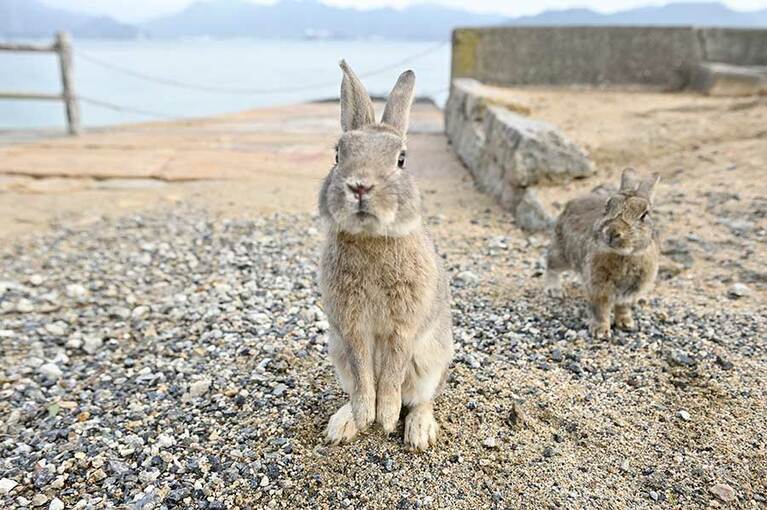 【大久野島】駆け寄ってきて、ひょこっと立ち上がる姿もかわいい！