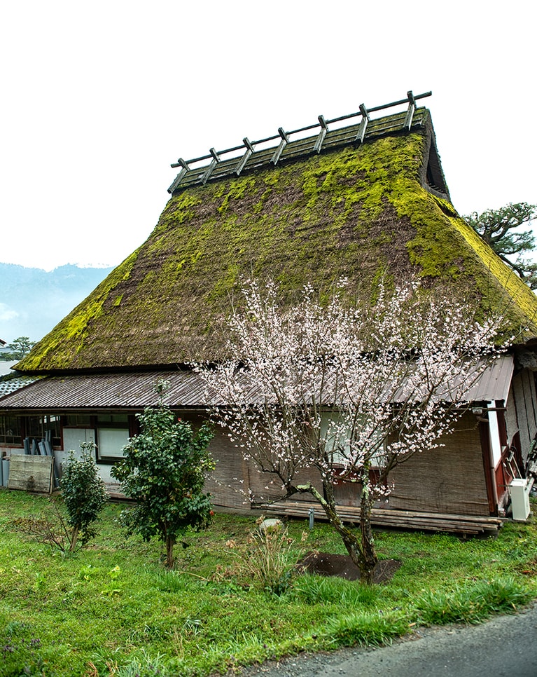 取材したのは3月中旬。梅の花が咲いていました。