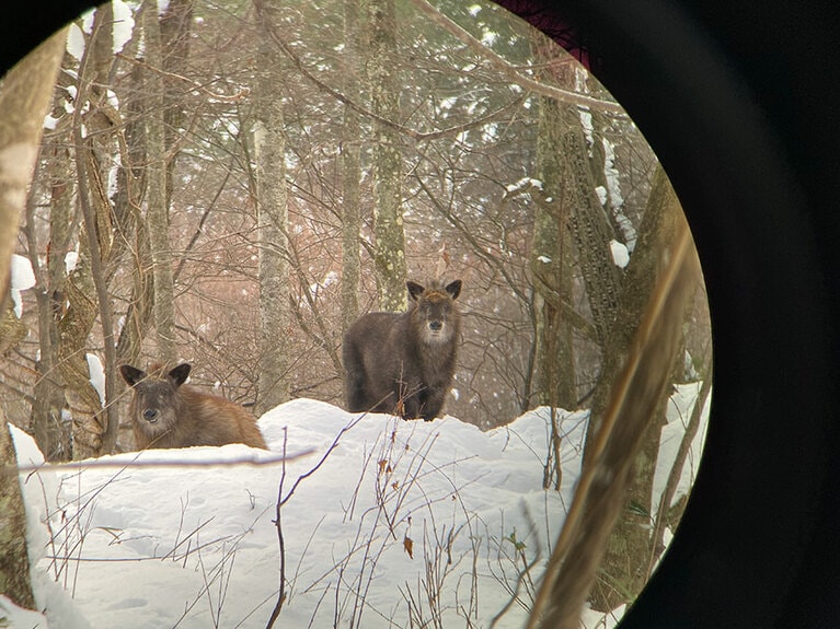 カモシカの生態調査中の一枚／写真提供：秋本真宏