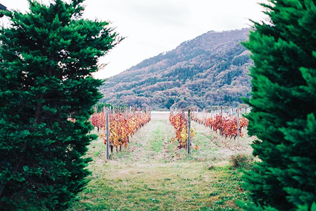 【Winerystay TRAVIGNE】Photo: Masahiro Shimazaki