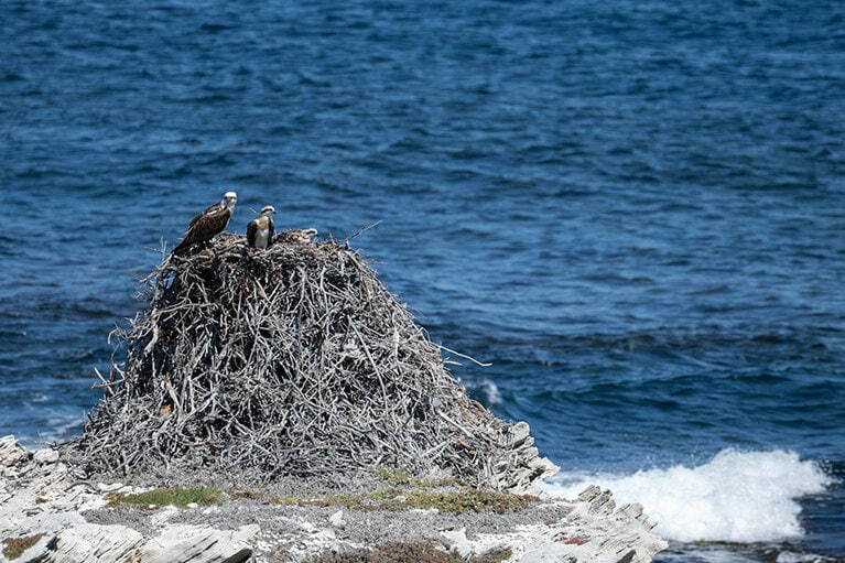 猛禽類「オスプレイ」の立派な巣。
