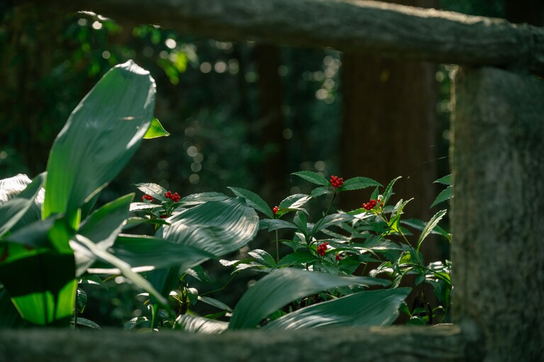 熊楠はここで存分に、粘菌（変形菌）や隠花植物の採集を行っていたという