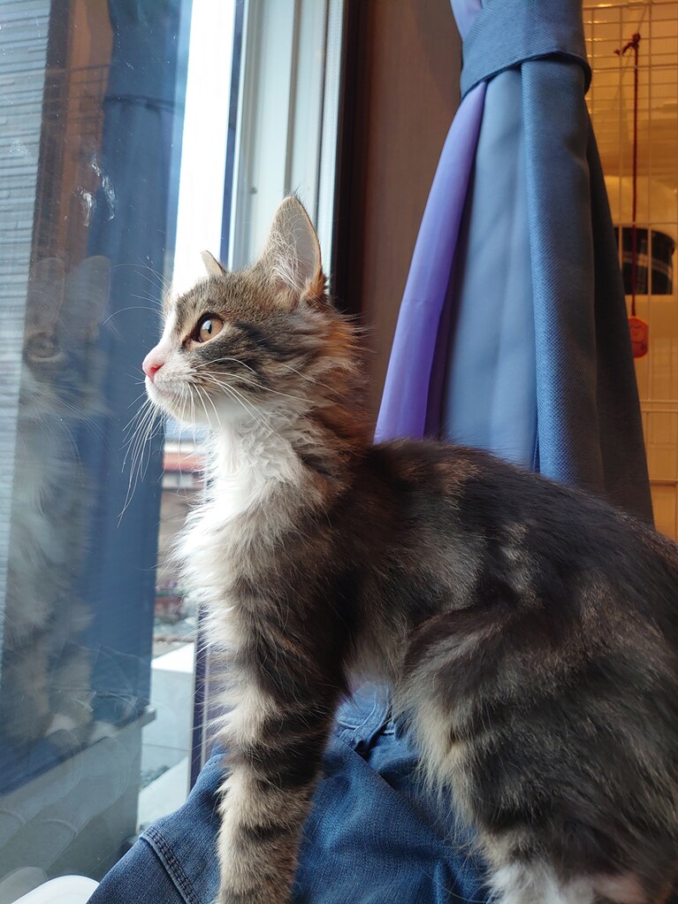 アンバー♂0歳。