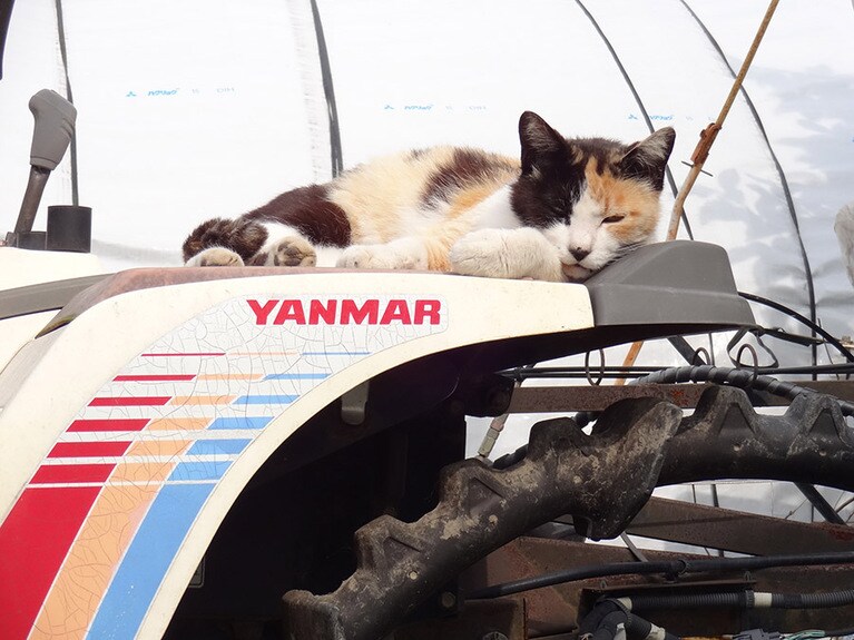 みーちゃん ♀ 12歳。ご飯の時間に来ないので探したら、田植え機のこんな所で寝てました。