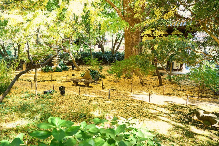 旧天瑞寺寿塔覆堂の裏、通称「裏側の小道」ではイチョウの絨毯を楽しめます。