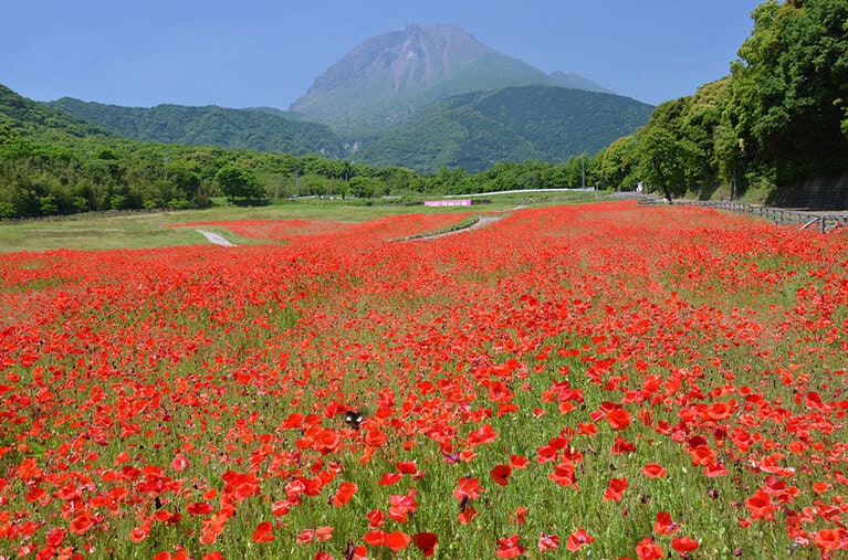 【長崎県】平成新山と春の花のコラボレーション。