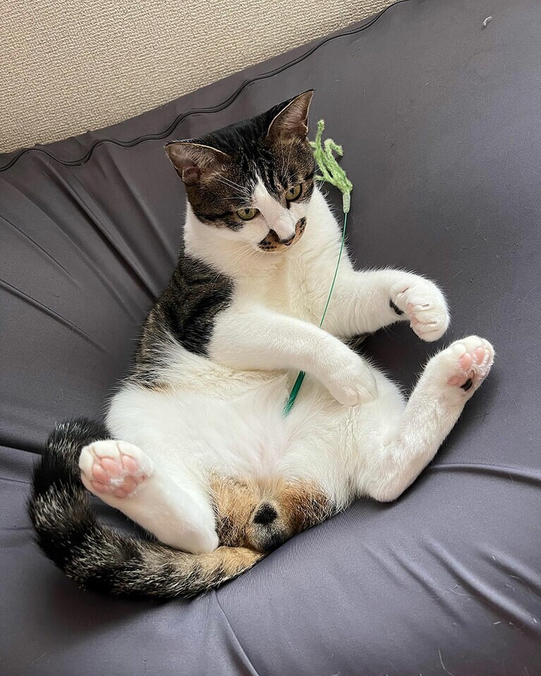 まるたろう ♂ 4歳。魔法使いを目指す無口な漢です。