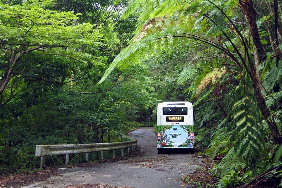 小さな子供やシニア層もバスでなら、ハードなトレッキングをすることなしにやんばるの森を体験できます。