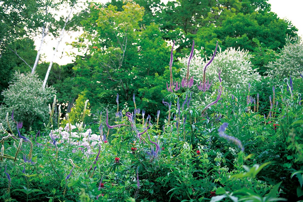山野の自然の植生のように見える野草の群れも、高橋さんが思い描き実現した庭の姿。品種改良を重ねたエゾクガイソウの異なる花の色にも注目。
