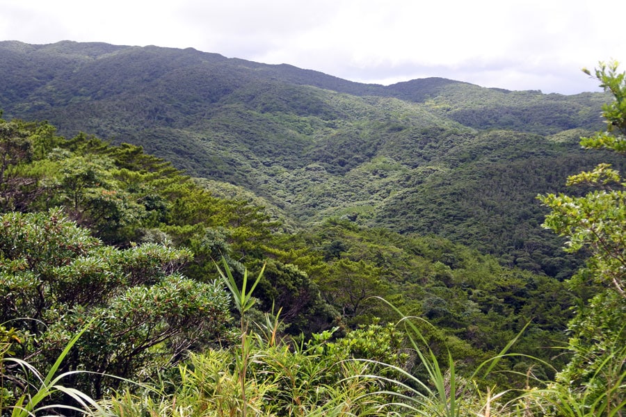 乾燥しがちな北緯27度付近では希少な亜熱帯のやんばるの森。