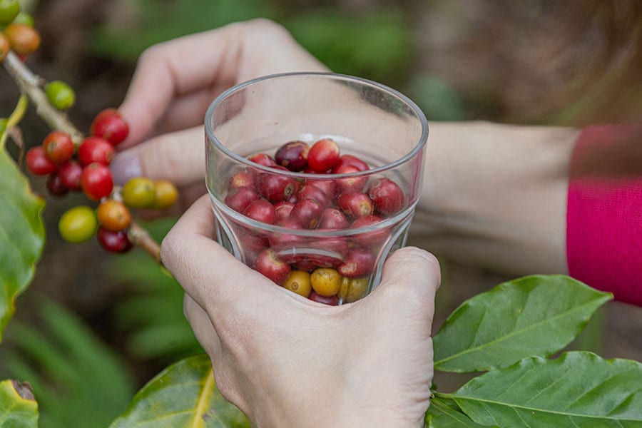 コーヒーの木から一粒一粒、赤い実を摘んでいきます。