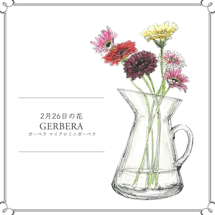 2月26日の花「ガーベラ マイクロミニガーベラ」