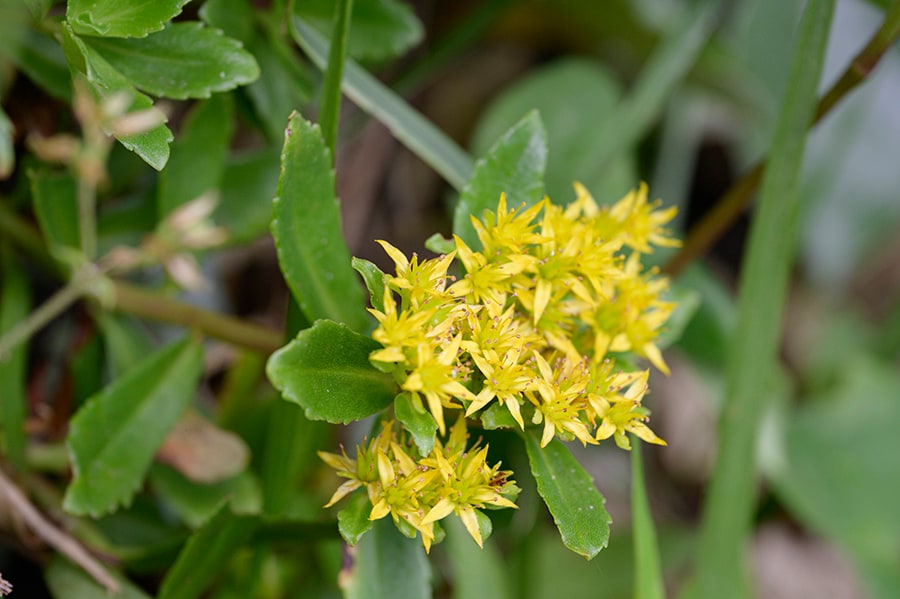 岩場などに生育するエゾノキリンソウも黄色い星のような花を咲かせていました。