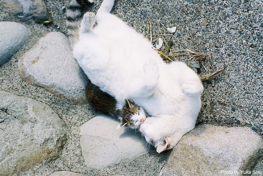 【鼻ツンツンねこ篇】写真集『島々のねこ』のカバーキャット。2008年2月、伊豆諸島で撮影。