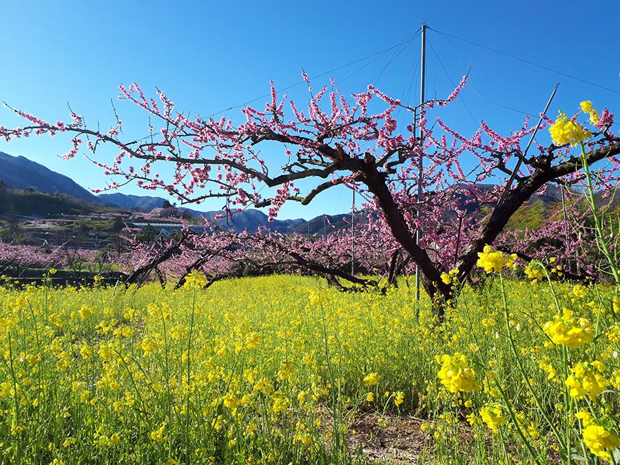 47都道府県の甘～い香りも漂う“桃源郷”6選》たくさんの種類の花々が