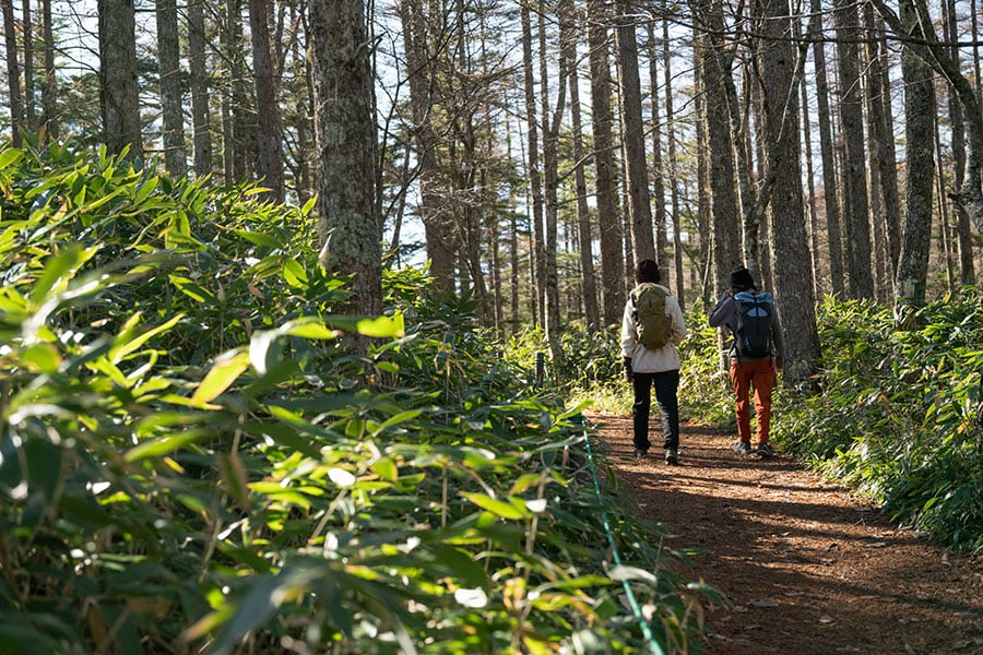 入笠湿原までの道は高低差が少なくフラットな道のりで、登山というよりは散歩のような感覚だ。