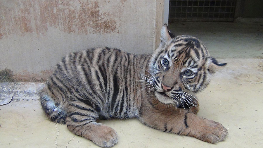 日を追うごとに、大きくなっていく12月生まれの赤ちゃん。2024年2月1日撮影／写真提供＝公益財団法人 東京動物園協会