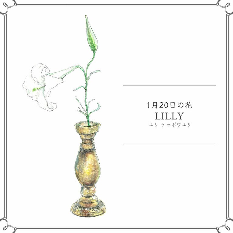 1月20日の花「ユリ テッポウユリ」