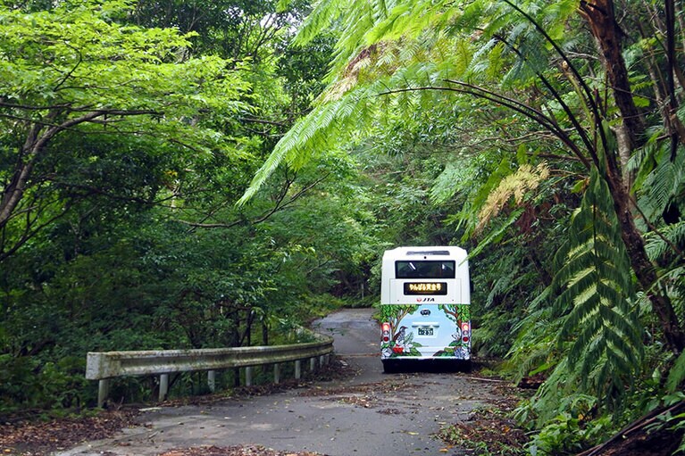 小さな子供やシニア層もバスでなら、ハードなトレッキングをすることなしにやんばるの森を体験できます。