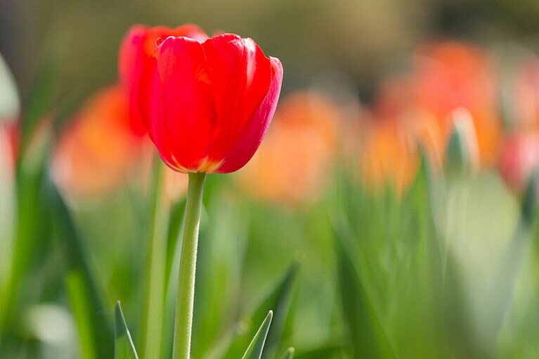 花の種類によって咲くタイミングもさまざま。