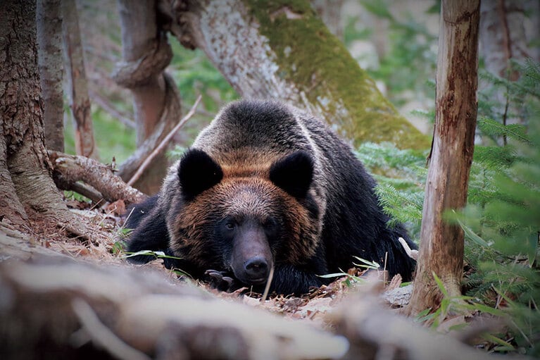 夏はセミの幼虫や蟻がヒグマの餌に。水芭蕉の根茎も大好物。