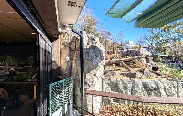 上野動物園で「ひとり立ち」して以来、単独で暮らす双子のレイレイ（左）とシャオシャオ。（2025年12月26日、筆者撮影）