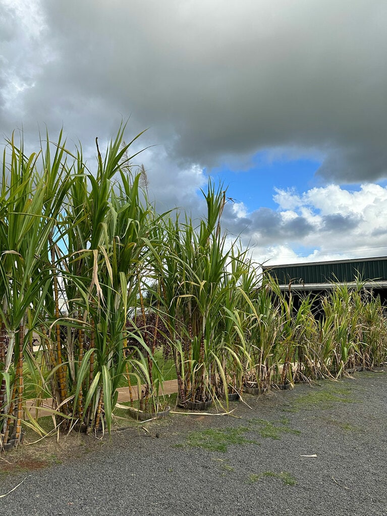 東京ドーム約3個分の広さがあるサトウキビ畑では、34種類のサトウキビを栽培。