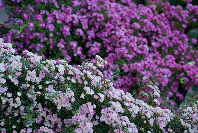 生田緑地ばら苑／神奈川県