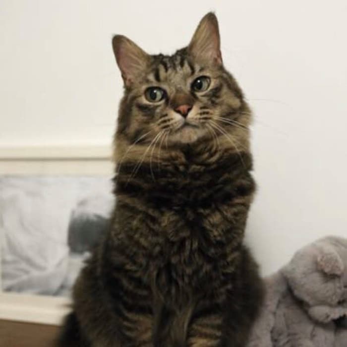 まるでディズニー映画に登場する猫。