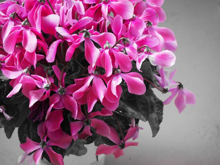 うつむく花が可愛らしいシクラメン。