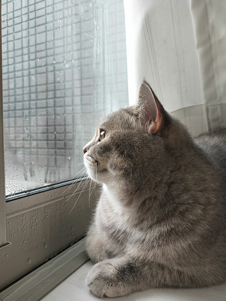 ショコラ ♀ 2歳。どんな時でもニャルソックを欠かさない我が家の頼もしい門番です。本当は臆病だけど……。