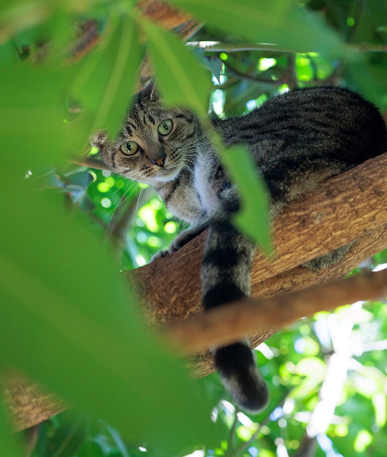こちらは、シャイな猫ばかりを集めたコーナー。蛇のごとく枝に絡まる様子が愛おしい。