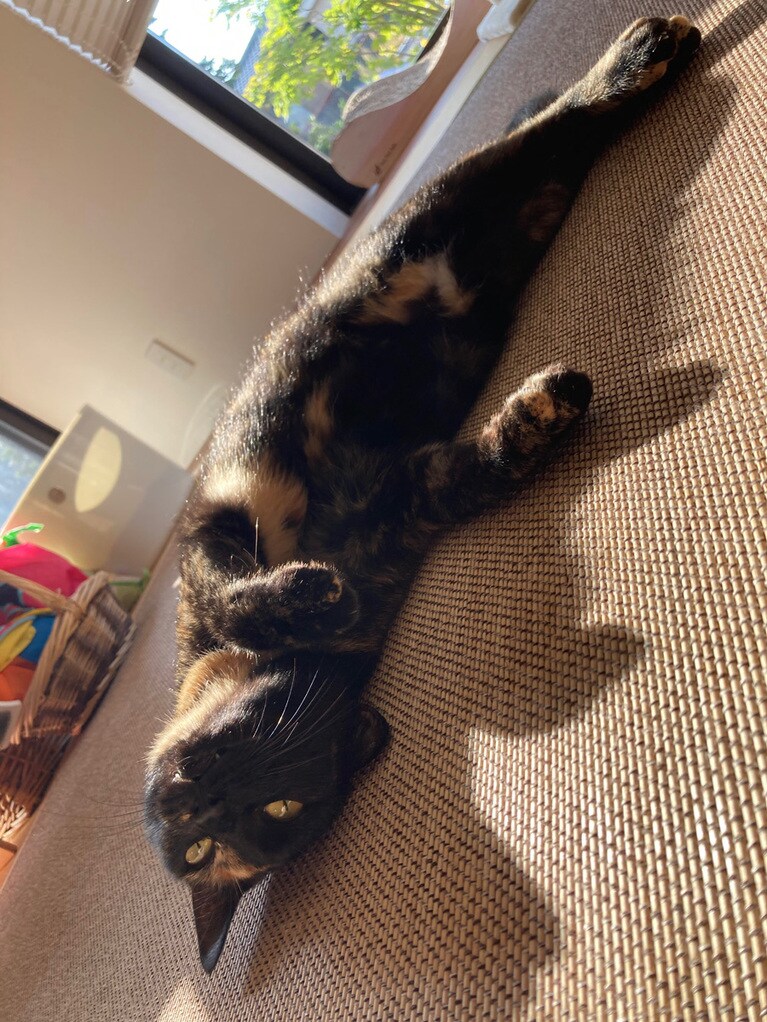 ちょこ ♀ 2歳。クールダウン。