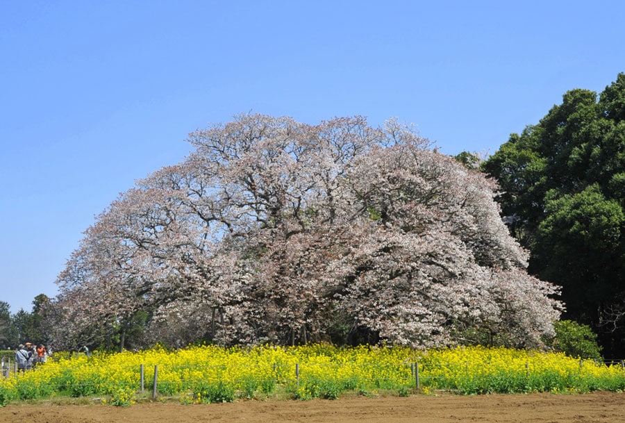 【千葉県】吉高の大桜。©(公社)千葉県観光物産協会