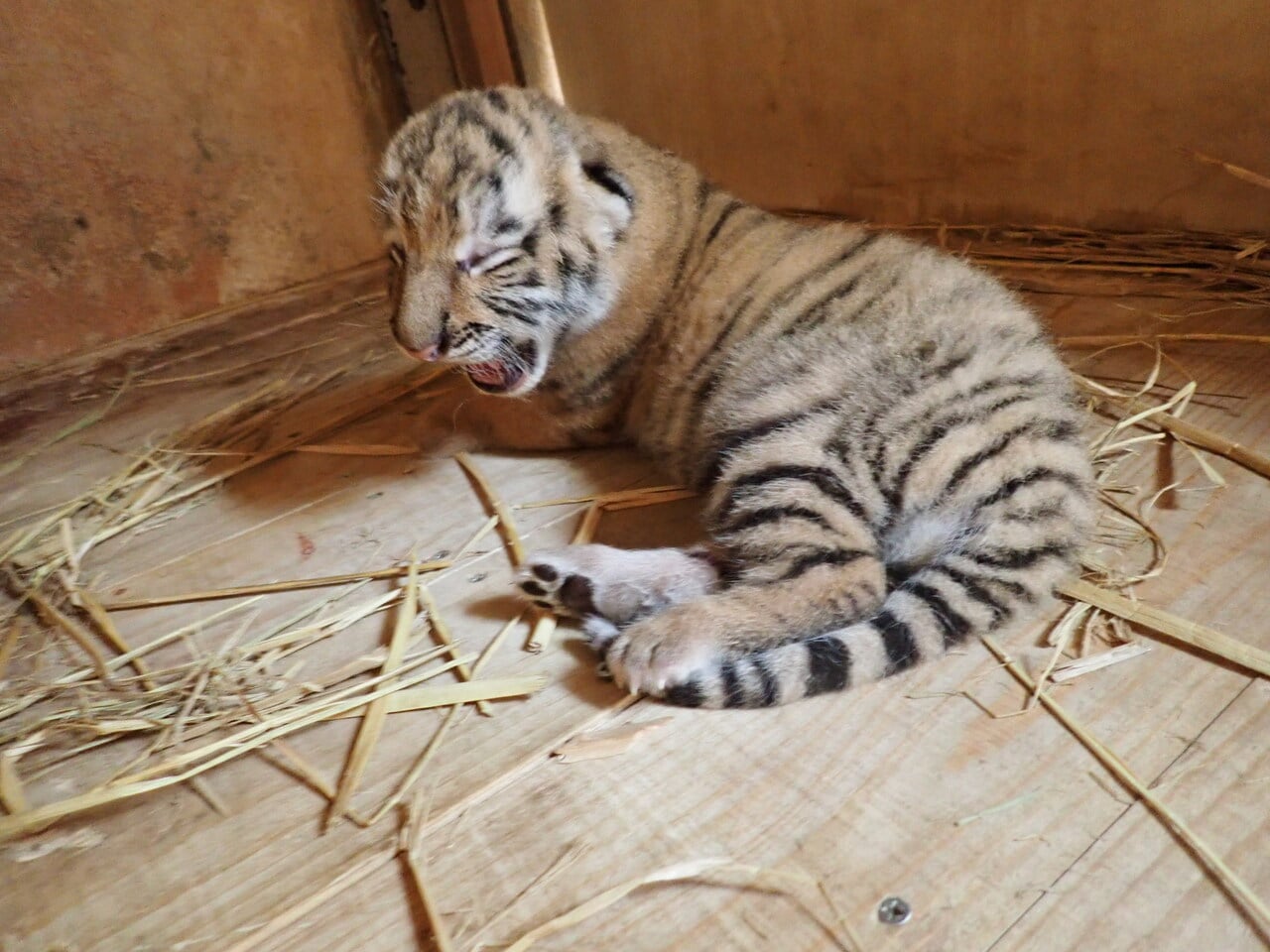 生後6日目のフタバの様子。写真＝（公財）東京動物園協会提供