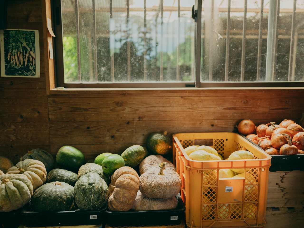 カボチャひとつ見てみてもこれだけ個性が。これが自然の形。