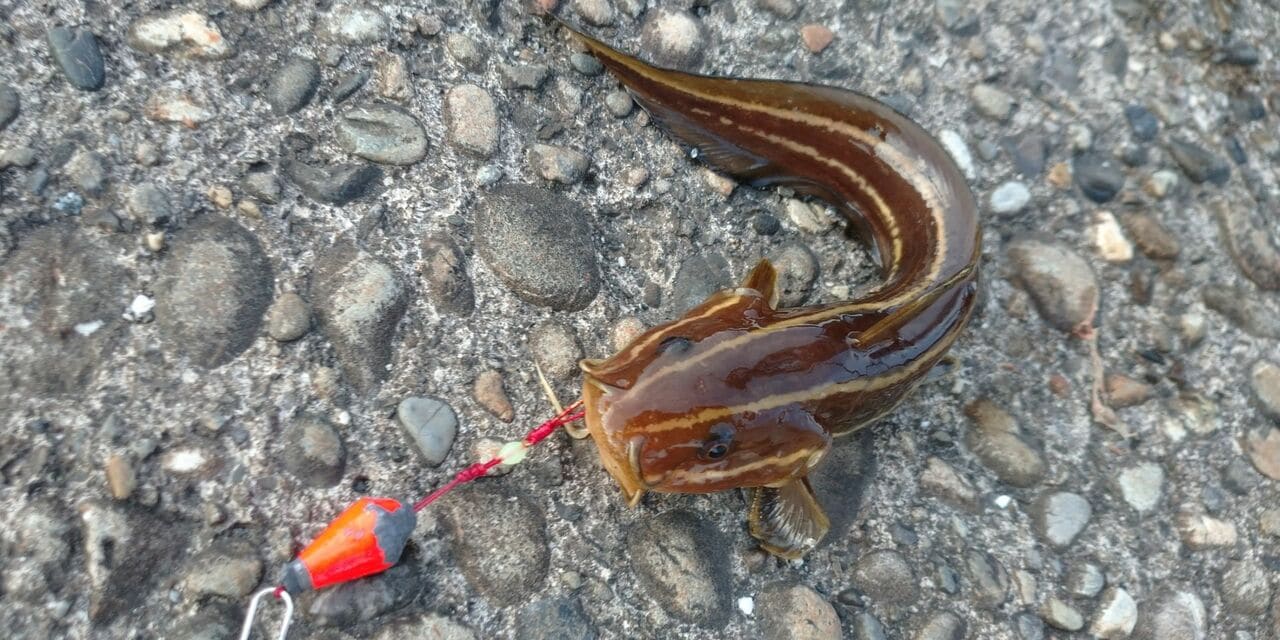 背鰭と胸鰭に毒針があるので素手で触るのは危険