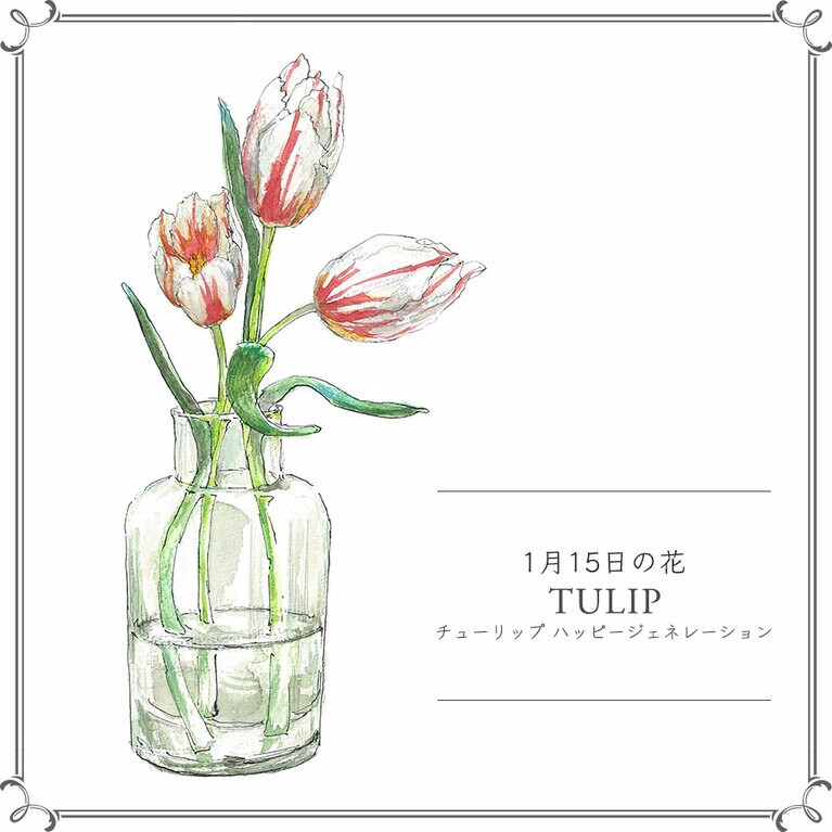 1月15日の花「チューリップ ハッピージェネレーション」