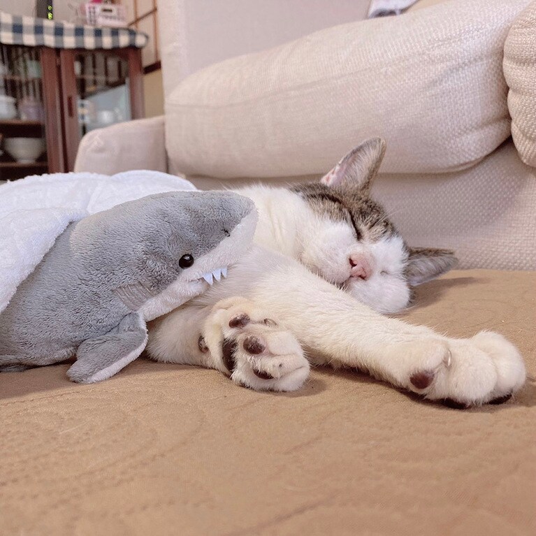 しろ ♂ 10歳。寝ているしろにサメを添えて。